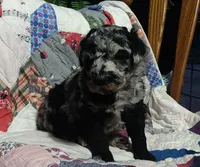 Blue Merle little girl, a female Poodle - Standard  for sale in Couch, MO – 2 of 9