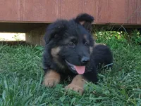 Long Coat Female , a female German Shepherd Dog for sale in Couch, MO – 2 of 4