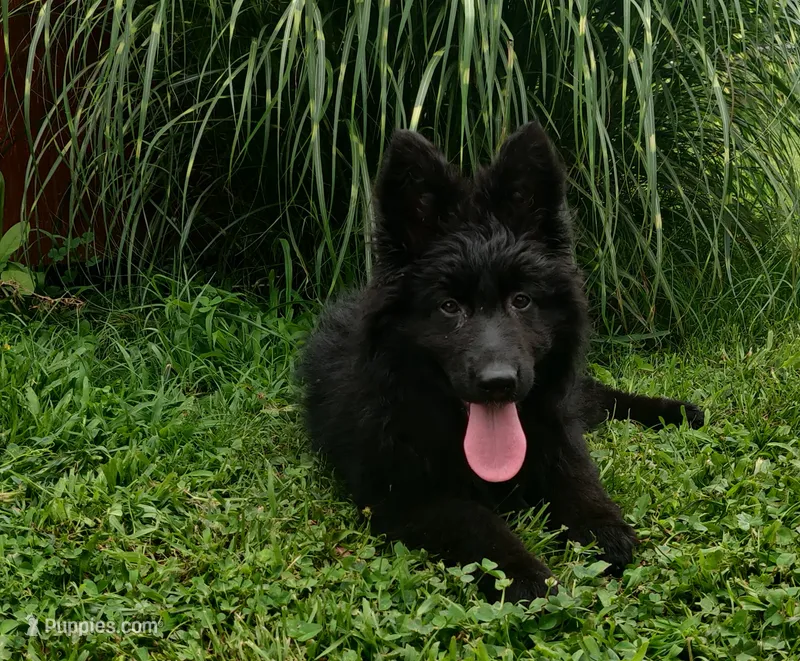 Solid Black Long Haired Girl  – German Shepherd Dog puppy for sale in Couch, MO