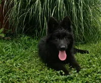 Solid Black Long Haired Girl , a female German Shepherd Dog for sale in Couch, MO – 2 of 7