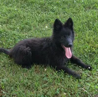 Pink Collar Female , a female German Shepherd Dog for sale in Couch, MO – 3 of 7