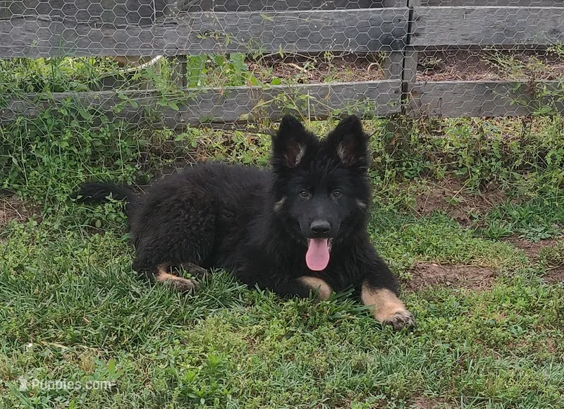 Green Collar Boy – German Shepherd Dog puppy for sale in Couch, MO