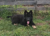 Green Collar Boy, a male German Shepherd Dog for sale in Couch, MO – 1 of 7