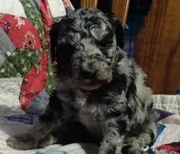 Merle Girl #2, a female Poodle - Standard  for sale in Couch, MO – 1 of 9