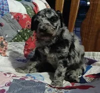 Merle Girl #2, a female Poodle - Standard  for sale in Couch, MO – 5 of 9