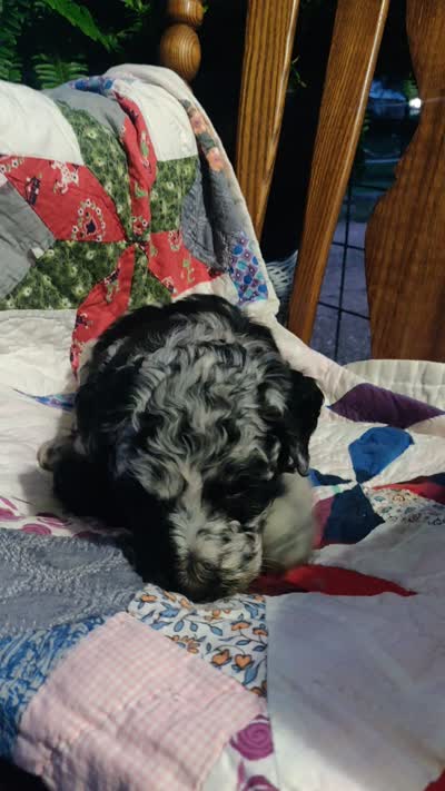 Merle Girl #1, a female Poodle - Standard  for sale in Couch, MO – 8 of 8
