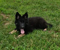 Green Collar Boy, a male German Shepherd Dog for sale in Couch, MO – 6 of 7