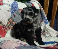Blue Merle little girl, a female Poodle - Standard  for sale in Couch, MO – 6 of 9