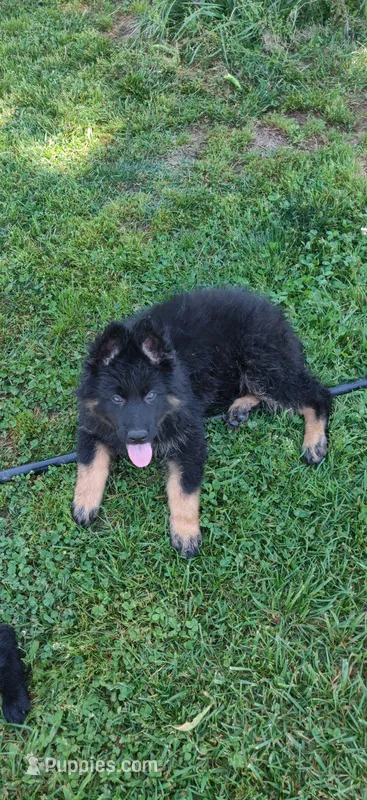 Black Collar Male – German Shepherd Dog puppy for sale in Couch, MO