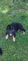 Black Collar Male, a male German Shepherd Dog for sale in Couch, MO – 1 of 6