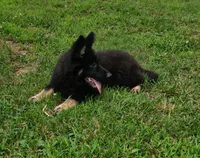 Green Collar Boy, a male German Shepherd Dog for sale in Couch, MO – 7 of 7