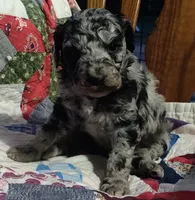 Merle Girl #2, a female Poodle - Standard  for sale in Couch, MO – 6 of 9