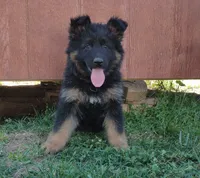 Long Coat Girl, a female German Shepherd Dog for sale in Couch, MO – 5 of 5