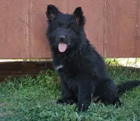 Solid Black Long Haired Girl , a female German Shepherd Dog for sale in Couch, MO – 3 of 4