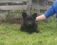 Pink Collar Female , a female German Shepherd Dog for sale in Couch, MO – 3 of 5
