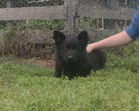 Orange collar male, a male German Shepherd Dog for sale in Couch, MO – 4 of 5