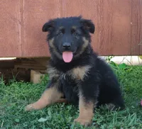 Long Coat Female , a female German Shepherd Dog for sale in Couch, MO – 4 of 4