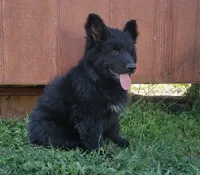 Solid Black Long Haired Girl , a female German Shepherd Dog for sale in Couch, MO – 4 of 4