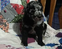 Blue Merle little girl, a female Poodle - Standard  for sale in Couch, MO – 4 of 9
