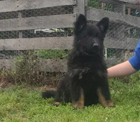 Brown collar female , a female German Shepherd Dog for sale in Couch, MO – 5 of 6