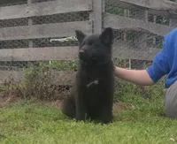 Orange collar male, a male German Shepherd Dog for sale in Couch, MO – 5 of 5