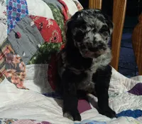 Blue Merle little girl, a female Poodle - Standard  for sale in Couch, MO – 5 of 9
