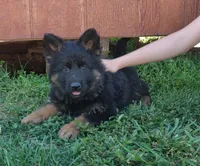 Long Coat Girl , a female German Shepherd Dog for sale in Couch, MO – 5 of 5