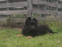 Black Collar Male, a male German Shepherd Dog for sale in Couch, MO – 3 of 6