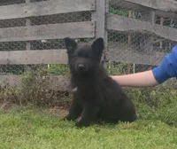 Orange collar male, a male German Shepherd Dog for sale in Couch, MO – 2 of 5