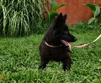 Pink Collar Female , a female German Shepherd Dog for sale in Couch, MO – 7 of 7