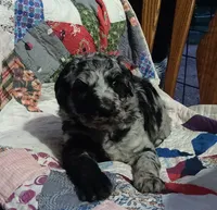 Merle Girl #1, a female Poodle - Standard  for sale in Couch, MO – 7 of 8