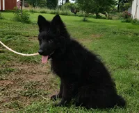 Solid Black Long Haired Girl , a female German Shepherd Dog for sale in Couch, MO – 4 of 7