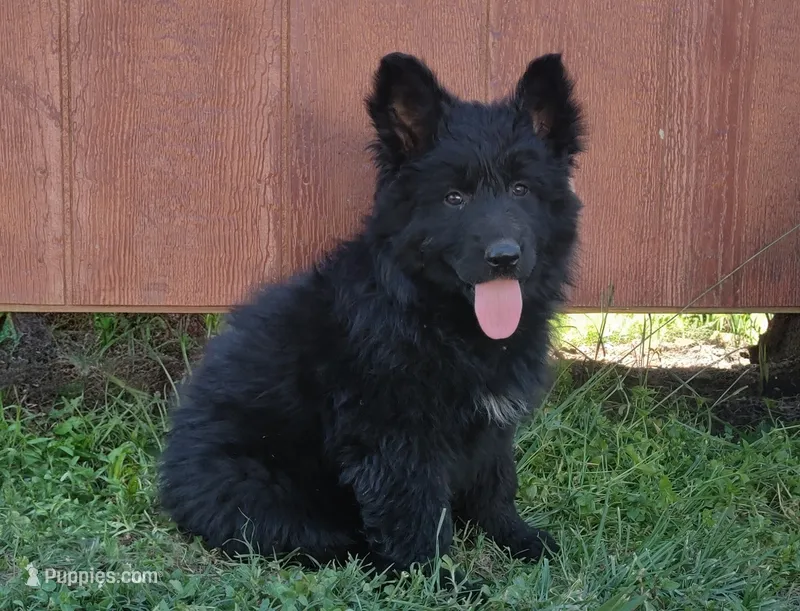 Solid Black Long Haired Girl  – German Shepherd Dog puppy for sale in Couch, MO