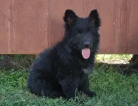 Solid Black Long Haired Girl , a female German Shepherd Dog for sale in Couch, MO – 1 of 4