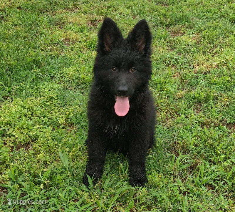 Solid Black Long Haired Girl  – German Shepherd Dog puppy for sale in Couch, MO