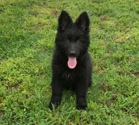 Solid Black Long Haired Girl , a female German Shepherd Dog for sale in Couch, MO – 3 of 7