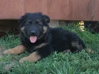 Long Coat Female , a female German Shepherd Dog for sale in Couch, MO – 3 of 4