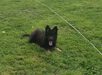 Green Collar Boy, a male German Shepherd Dog for sale in Couch, MO – 2 of 7