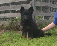 Brown collar female , a female German Shepherd Dog for sale in Couch, MO – 6 of 6