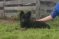 Brown collar female , a female German Shepherd Dog for sale in Couch, MO – 3 of 6