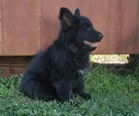 Solid Black Long Haired Girl , a female German Shepherd Dog for sale in Couch, MO – 2 of 4