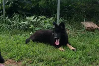 Green Collar Boy, a male German Shepherd Dog for sale in Couch, MO – 4 of 7