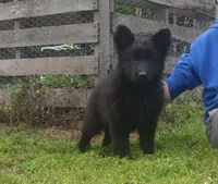 Pink Collar Female , a female German Shepherd Dog for sale in Couch, MO – 2 of 5