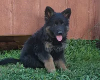 Long Coat Girl , a female German Shepherd Dog for sale in Couch, MO – 2 of 5