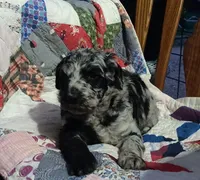 Merle Girl #1, a female Poodle - Standard  for sale in Couch, MO – 6 of 8
