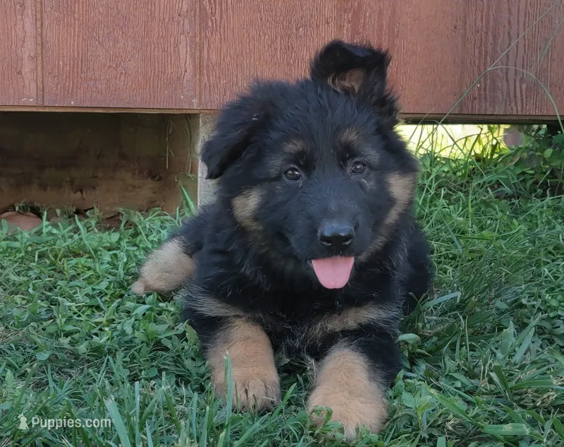 Long Coat Female  – German Shepherd Dog puppy for sale in Couch, MO