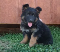 Long Coat Girl, a female German Shepherd Dog for sale in Couch, MO – 2 of 5