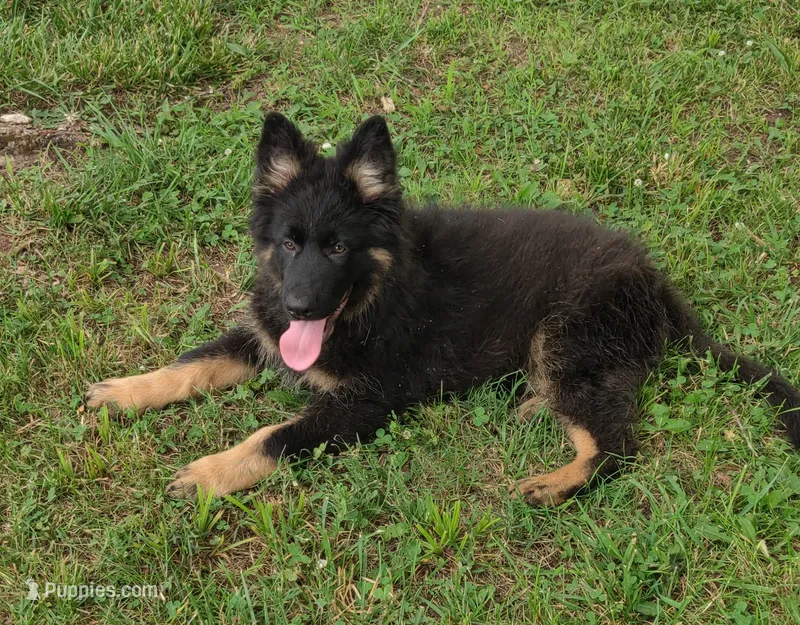 Black Collar Male – German Shepherd Dog puppy for sale in Couch, MO