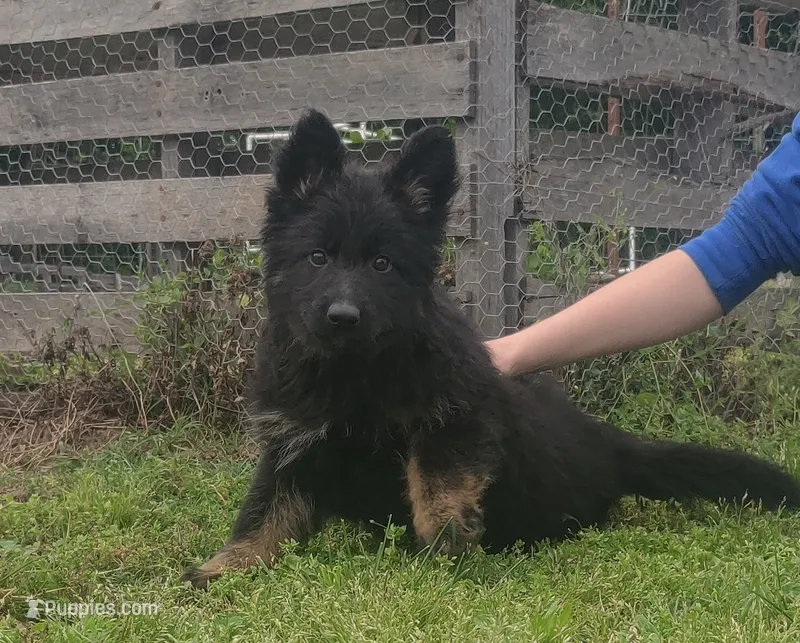 Brown collar female , a female German Shepherd Dog for sale in Couch, MO – 1 of 6