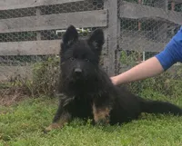 Brown collar female , a female German Shepherd Dog for sale in Couch, MO – 1 of 6